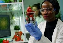A imagem mostra uma mulher negra, com roupas e instrumentos científicos analisando um recipiente com morangos dentro.